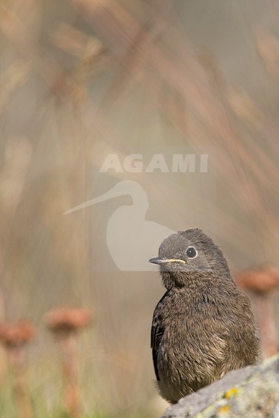 Jonge Zwarte Roodstaart op rots Zwitserland, Young Black Redstart at rock Switzerland stock-image by Agami/Wil Leurs,