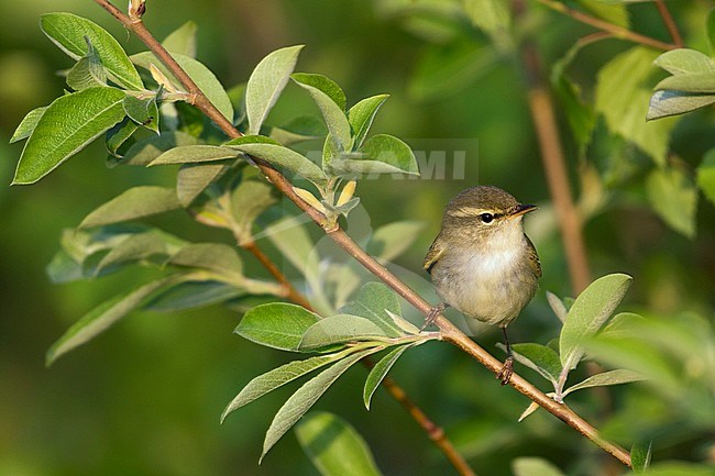 Two-barred Warbler (Phylloscopus plumbeitarsus), Russia (Baikal) adult stock-image by Agami/Ralph Martin,