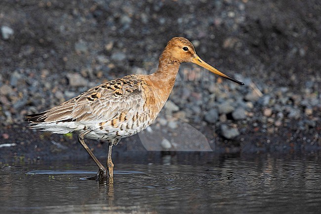 Black-tailed Godwit  (Limosa limosa islandica), side view of an adult standing in the water, Southern Region, Iceland stock-image by Agami/Saverio Gatto,
