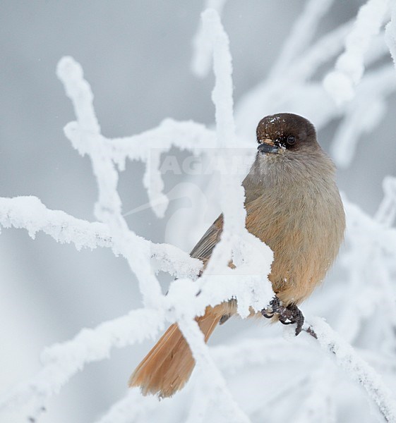 Taigagaai in besneeuwde boom, Siberian Jay in snow covered tree stock-image by Agami/Markus Varesvuo,