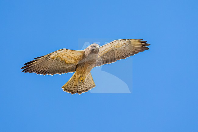 Adult (intermediate morph)
San Diego Co., CA
April 2023 stock-image by Agami/Brian E Small,