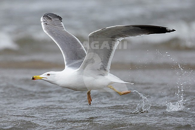 Yellow-legged Gull (Larus michahellis), side view of an immature in flight, Campania, Italy stock-image by Agami/Saverio Gatto,