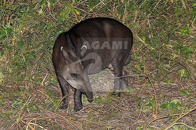 South American Tapir (Tapirus terrestris) in Brazil. stock-image by Agami/Dani Lopez-Velasco,