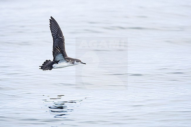  stock-image by Agami/Menno van Duijn,