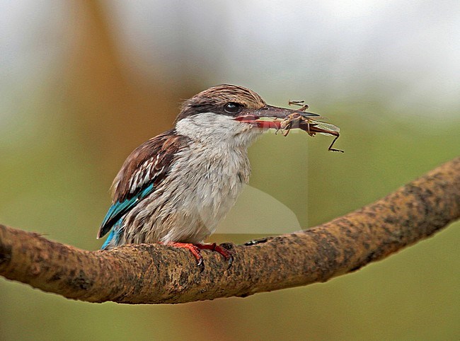 Striped kingfisher (Halcyon chelicuti) with Grashopper stock-image by Agami/Pete Morris,