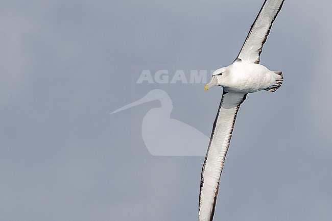 White-capped Albatross (Thalassarche steadi) at sea between Auckland islands (New Zealand) and Macquarie island (Australia) showing underwing. Also known as Auckland Shy Albatross. stock-image by Agami/Rafael Armada,