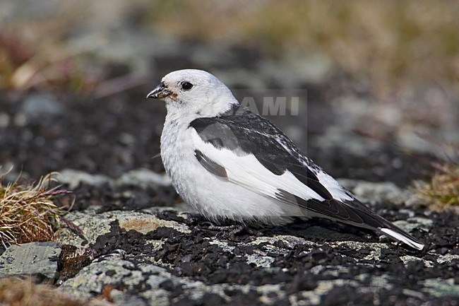 Snow Bunting male summerplumage perched on a rock; Sneeuwgors man zomerkleed zittend op een steen stock-image by Agami/Markus Varesvuo,
