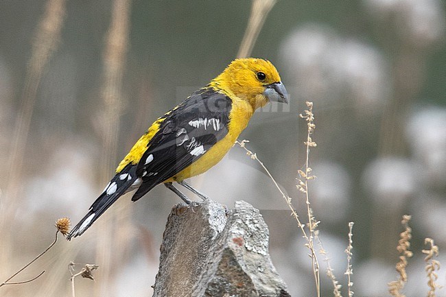 A male Golden Grosbeak (Pheucticus chrysogaster chrysogaster) at Santa Eulalia Valley, Peru. stock-image by Agami/Tom Friedel,
