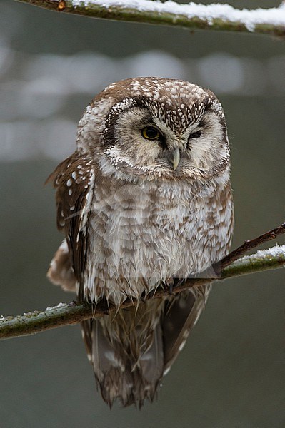 A Boreal owl, Aegolius funereus, perching on a tree branch. Captive. Bayerischer Wald National Park has a 200ha area with huge wildlife enclosures with some shy animals like wolf and lynx difficult to find in the wild. stock-image by Agami/Sergio Pitamitz,