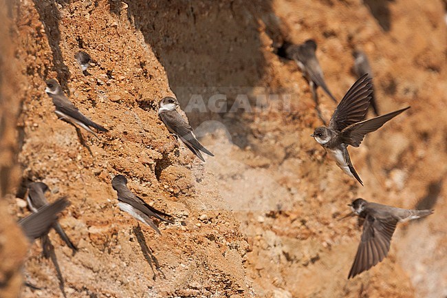 Common Sand Martin - Uferschwalbe - Riparia riparia ssp. riparia, Germany, adult stock-image by Agami/Ralph Martin,