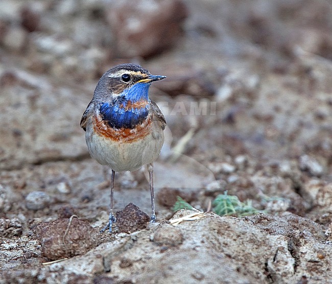 Male Red-spotted Bluethroat (Luscinia svecica svecica) during migration stock-image by Agami/Andy & Gill Swash ,