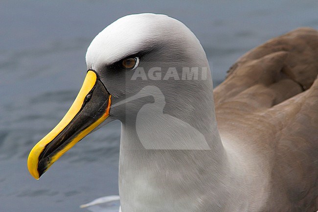 Bullers Albatros, Buller's Albatross stock-image by Agami/Jacob Garvelink,