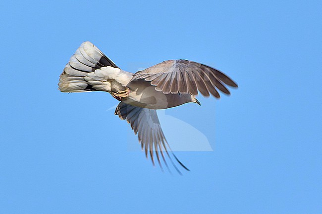 African Collared Dove (Streptopelia roseogrisea) flying against a blue sky as a background, Saudi Arabia stock-image by Agami/Tomas Grim,