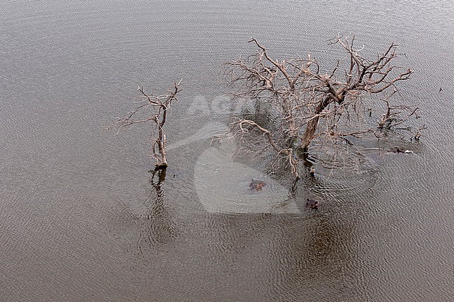 An aerial view of hippopotamuses, Hippopotamus amphibius, gathered around a dead tree in a floodplains. Okavango Delta, Botswana. stock-image by Agami/Sergio Pitamitz,