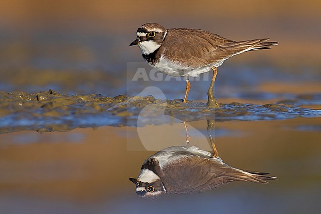 Little Ringed Plover (Charadrius dubius) in Italy. stock-image by Agami/Daniele Occhiato,