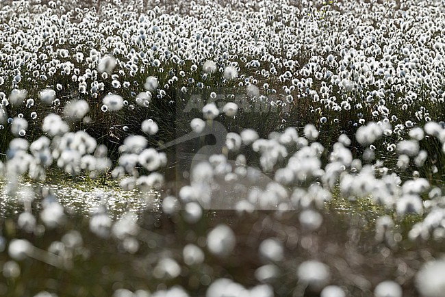 common cottongrass or common cottonsedge (eriophorum angustifolium) forming a dense white carpet in peat bog stock-image by Agami/Mathias Putze,