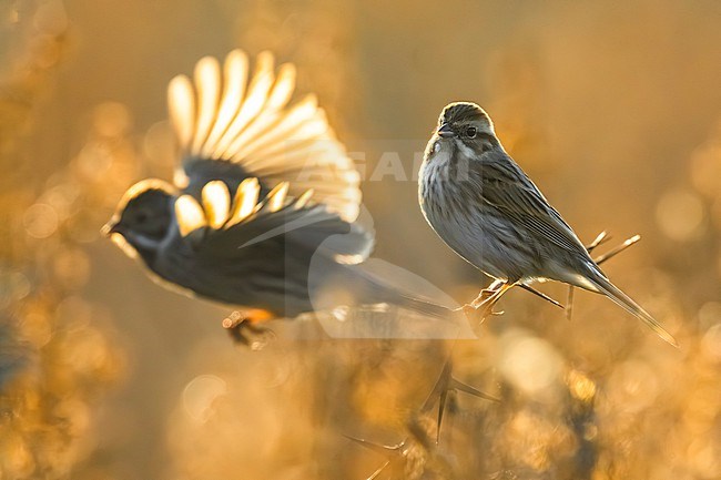 Common Reed Bunting (Emberiza schoeniclus) in Italy. stock-image by Agami/Daniele Occhiato,