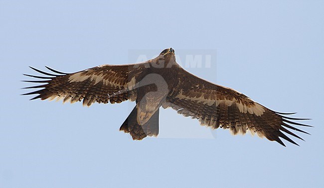 Steppe Eagle (Aquila nipalensis) juvenile in flight stock-image by Agami/James Eaton,