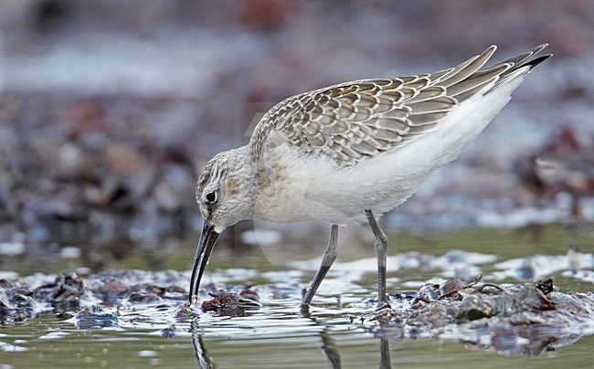 Juvenile Krombekstrandloper; Juvenile Curlew Sandpiper stock-image by Agami/Markus Varesvuo,