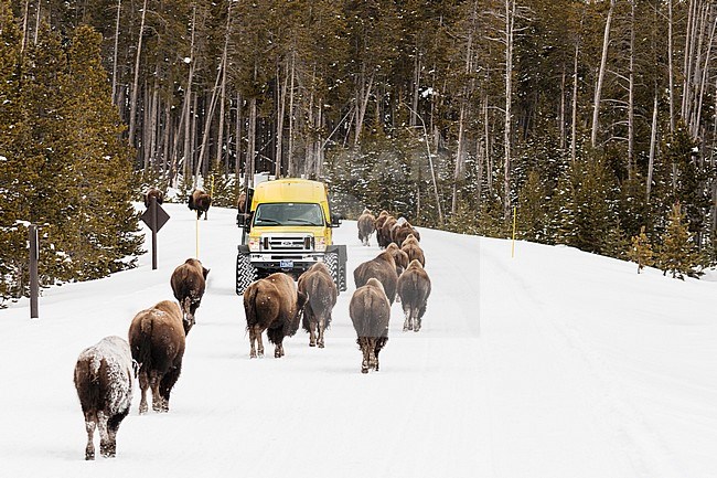 American bison (Bison bison) herd walking past tourist vehicle at Yellowstone National Park stock-image by Agami/Caroline Piek,