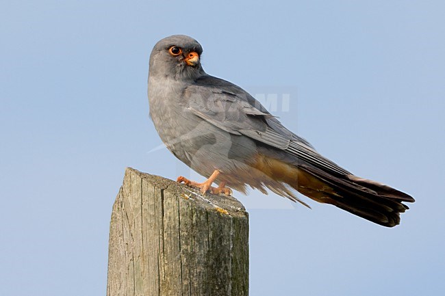 Rootpootvalk op een paal; Red-footed Falcon perched stock-image by Agami/Daniele Occhiato,