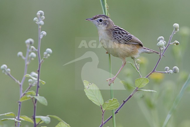 Zitting Cisticola perched; Graszanger zittend stock-image by Agami/Daniele Occhiato,