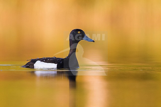 Tufted Duck (Aythya fuligula), adult male swimming in the water with golden reflections stock-image by Agami/Saverio Gatto,