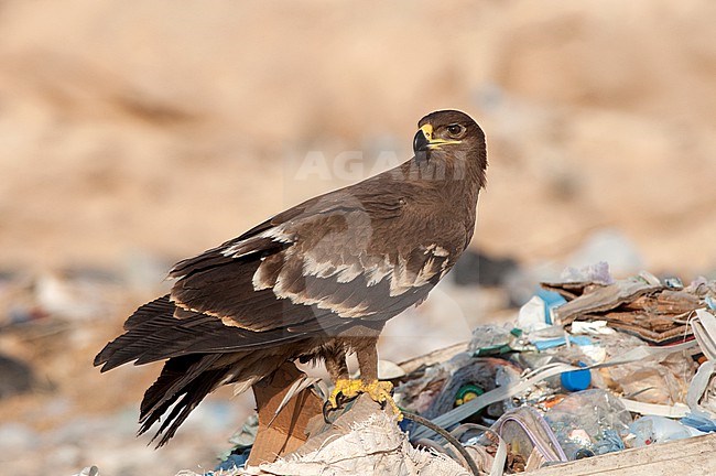 A juvenile Steppe Eagle (Aquila nipalensis) is seen standing on a pile of rubbish on a dump site near Thumrayat in Oman. stock-image by Agami/Jacob Garvelink,