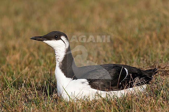 A Common Guillemot (Uria aalge) is seen sitting on the grass. This bird is most likely a bird flu avian flu victim. stock-image by Agami/Jacob Garvelink,