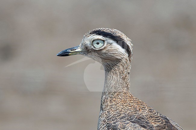 A Peruvian thick-knee (Burhinus superciliaris) stand on a dry plain not far from the coast in Lima, Peru. stock-image by Agami/Jacob Garvelink,