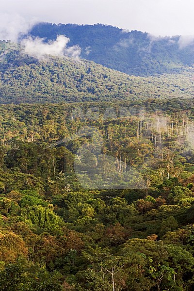 San Isidro West slope Andes Ecuador stock-image by Agami/Marc Guyt,