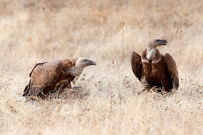 Vale Gier, Griffon Vulture stock-image by Agami/Roy de Haas,
