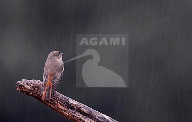 Vrouwtje Gekraagde Roodstaart in de regen; Female Common Redstart in the rain stock-image by Agami/Markus Varesvuo,