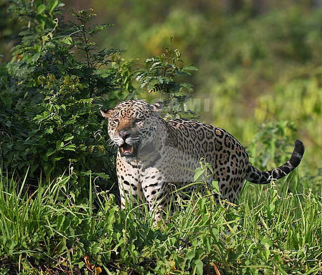 Jaguar (Panthera onca) in the Pantanal, Mato Grosso, Brazil. stock-image by Agami/Laurens Steijn,