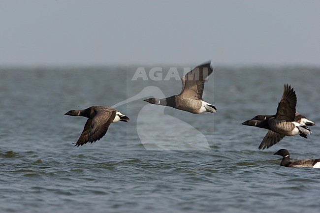 Groep Rotganzen in de vlucht; Group of Dark-bellied Brent Geese in flight stock-image by Agami/Arie Ouwerkerk,