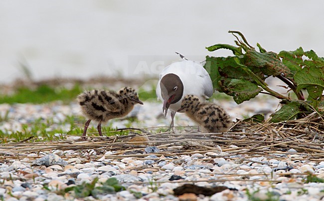 Kokmeeuw jongen voerend, Common Black-headed Gull feeding young stock-image by Agami/Roy de Haas,