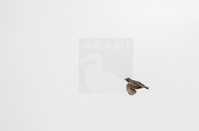 White-tailed Lark (Mirafra albicauda) in Tanzania. stock-image by Agami/Pete Morris,