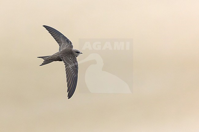 First-winter Pallid Swift (Apus pallidus) in flight at Vlieland, Netherlands. Scarce vagrant. stock-image by Agami/Martijn Verdoes,