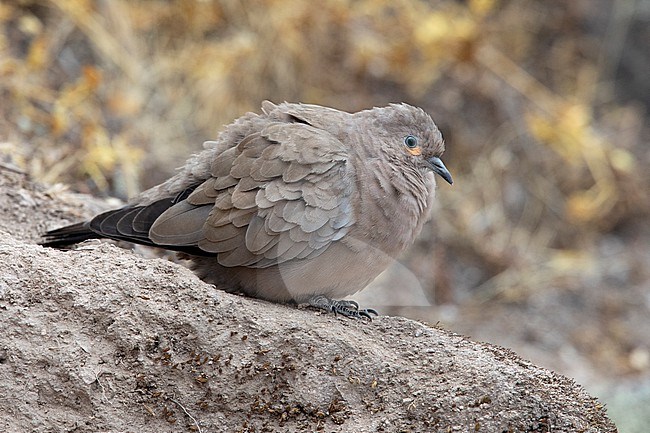 Black-winged Ground Dove (Metriopelia melanoptera melanoptera) at San Pedro de Casta, Peru. stock-image by Agami/Tom Friedel,