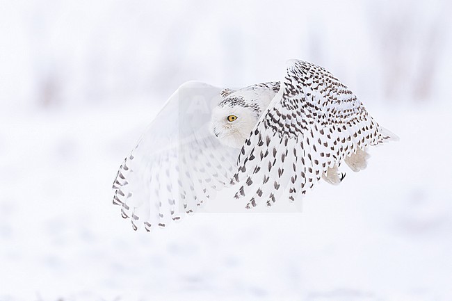 Snowy Owl (Bubo scandiacus) in snow covered landscape in Ontario Canada. stock-image by Agami/Marcel Burkhardt,