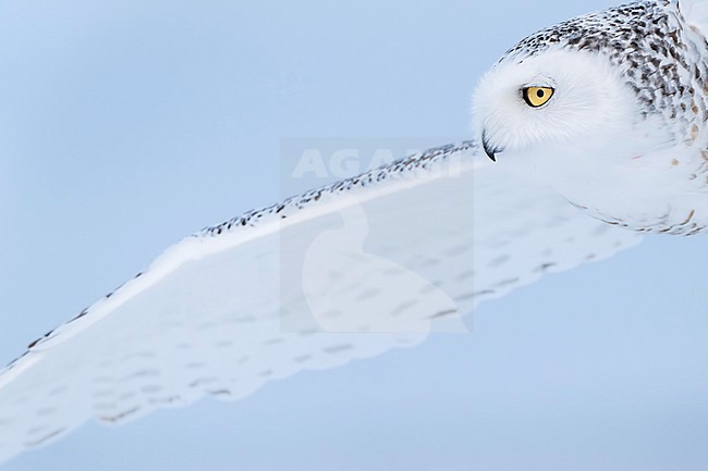 Snowy Owl (Bubo scandiacus) in snow covered landscape in Ontario Canada. stock-image by Agami/Marcel Burkhardt,