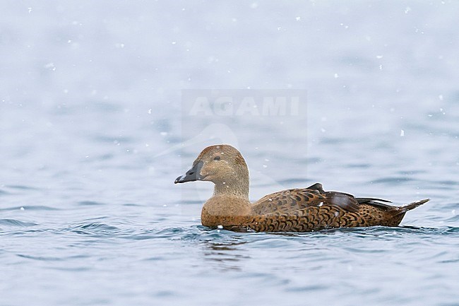Adult female King Eider (Somateria spectabilis) swimming in a sea harbour in arctic Norway, whilst snowing. stock-image by Agami/Ralph Martin,