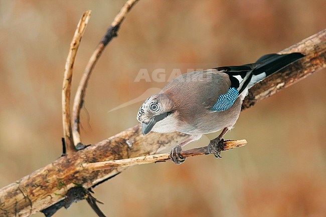 Eurasian Jay - Eichelhäher - Garrulus glandarius ssp. glandarius, Germany, adult stock-image by Agami/Ralph Martin,
