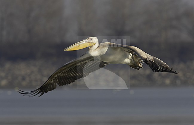 Great White Pelican flying; Roze Pelikaan vliegend stock-image by Agami/Jari Peltomäki,