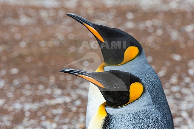 Portrait of two king penguins, Aptenodytes patagonica. Volunteer Point, Falkland Islands stock-image by Agami/Sergio Pitamitz,