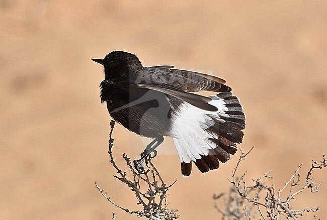 Basalt Wheatear (Oenanthe warriae) in israel. This is an intriguing wheatear from the basalt desert of southern Syria. It winters in Jordan and sometimes in Israel. This species is rare and endangered with only a few hundred birds left. Due to the war in Syria there is no recent information about the breeding grounds. stock-image by Agami/Eduard Sangster,