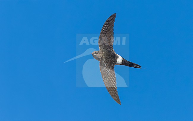 Probably second calendar year Pacific Swift (Apus pacificus) flying over Corrnaiano, Italy. stock-image by Agami/Vincent Legrand,