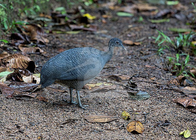 Grey Tinamou, Tinamus tao kleei, adult male walking on the ground in Ecuadorian fainforest stock-image by Agami/Andy & Gill Swash ,