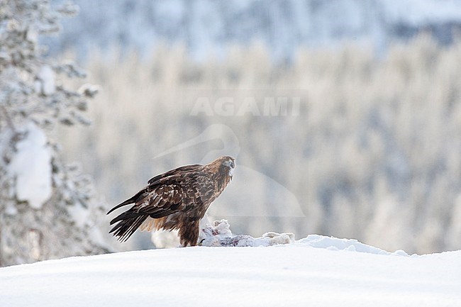 Golden Eagle (Aquila chrysaetos) in a taiga forest around Kuusamo in Finland during a cold winter. Eating from a Snow Hare. stock-image by Agami/Marc Guyt,