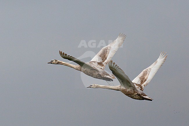 First winter Mute Swans (Cygnus olor) showing active moult towards adult like plumage. In flight, flying away together. stock-image by Agami/Edwin Winkel,